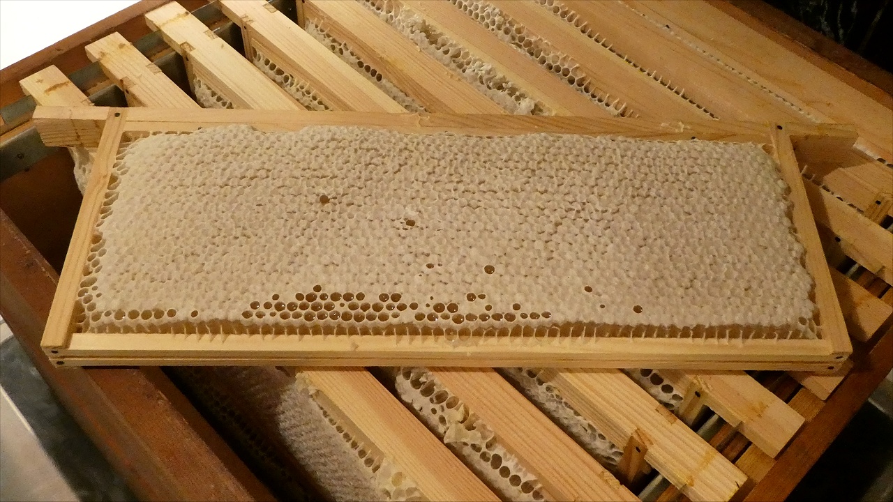 Honey Filled Frames