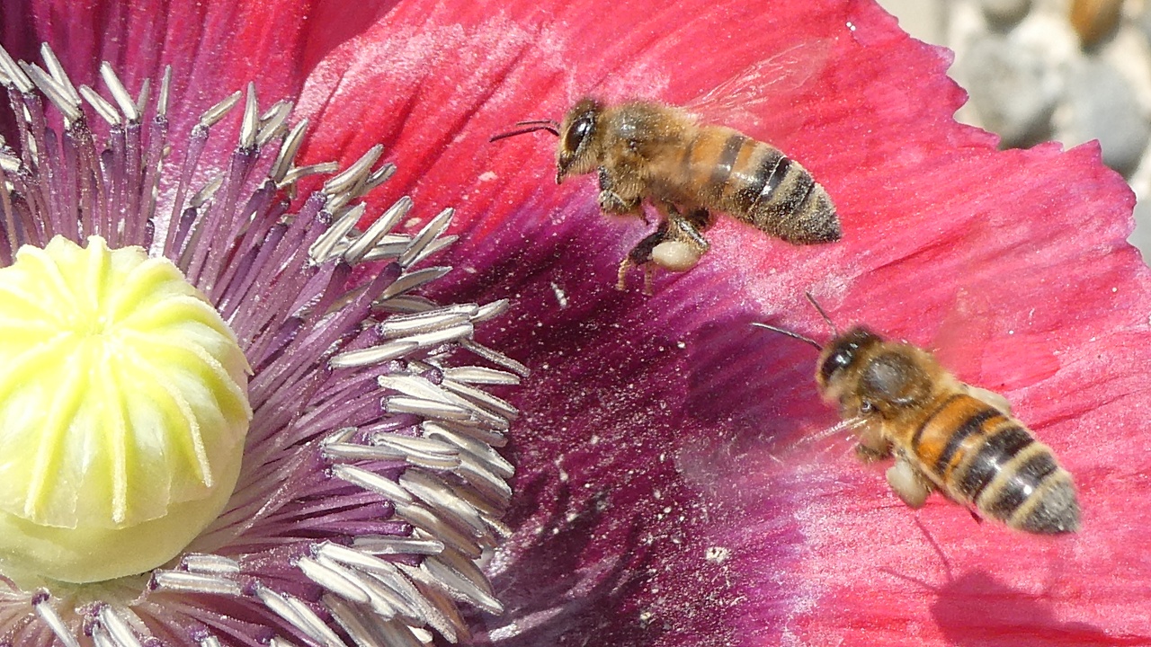 Bees Foraging on Poppy