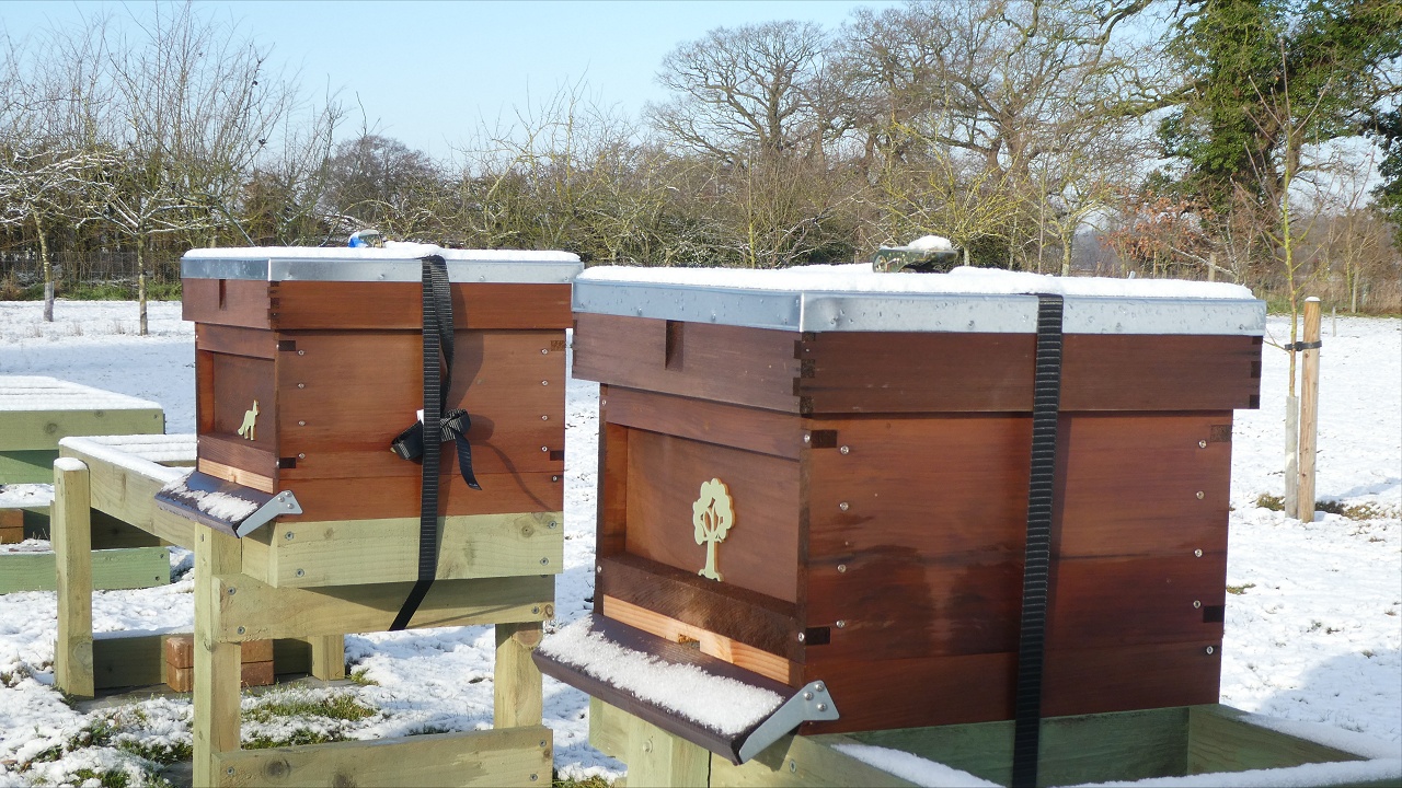 Winter Hives