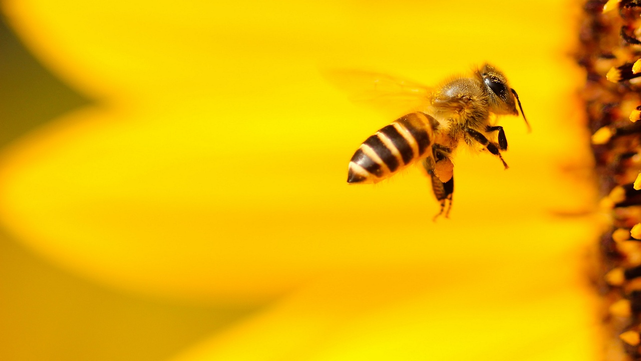 Bee Happy by Boris Smokrovic