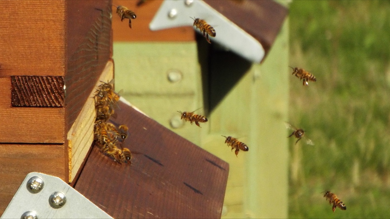 Foraging Bees Return