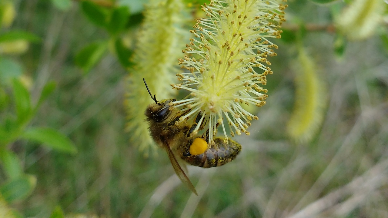 Spring Bee on Crack Willow Catkins